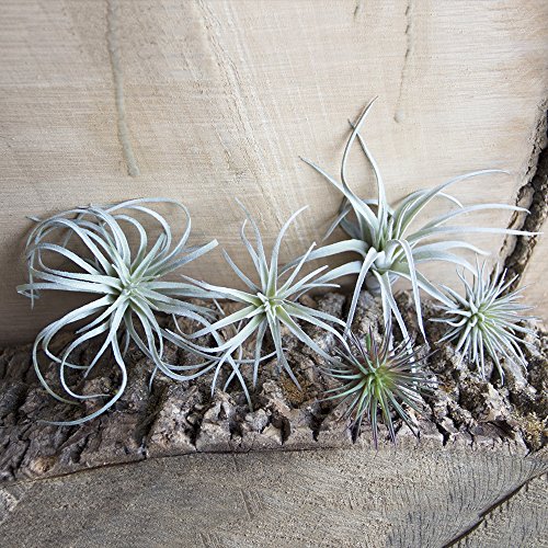 CHIVE Artificial Air Plants — Bulk Set of 5, Small — Ultra Realistic