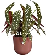 elho Jazz Round 14 cm Flower Pot Red Tuscan Red 100% Recycled Plastic view 3