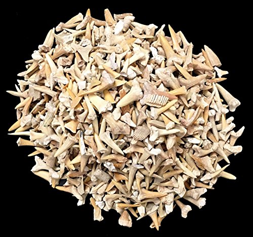 One Pound of Genuine Shark Teeth - Fossilized Moroccan Teeth! - Wholesale Bulk Shark Teeth!