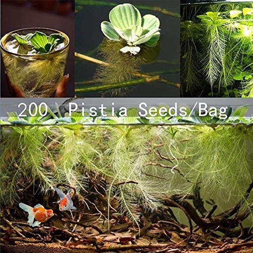 scgtpapadc 200Pcs Aquarium Aquatic Plant Pistia Stratiotes Seeds Pool Fish Tank Pond Decor - 200pcs Pistia Stratiotes Seeds Plant Seeds Flower Seeds - Thumbnail 2