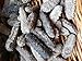 ERLIN 1LB Sun Dried Sea Cucumber BADIONOTUS large size