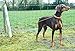 Katzco Dog Leash - Heavy-Duty Tie-Out Chain Cable - 20 Feet Long - For Dogs Up To 60lbs - Dog House, Dog Training, Pet Supplies, Accessories - By