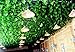 Derker 96 Feet - 12 Artificial Silk Ivy Grape Garland Vine Fake Hanging Plant Leaves Greenery Wedding Party Garlands Wall Decoration
