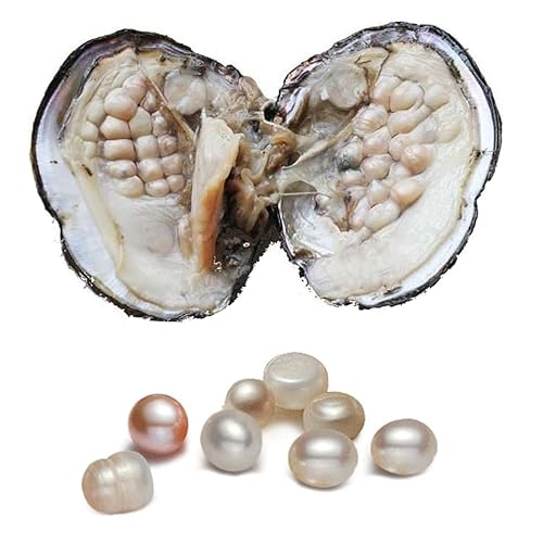 Oyster with Pearl Inside, Freshwater Cultured Oval Pearl Beads (5