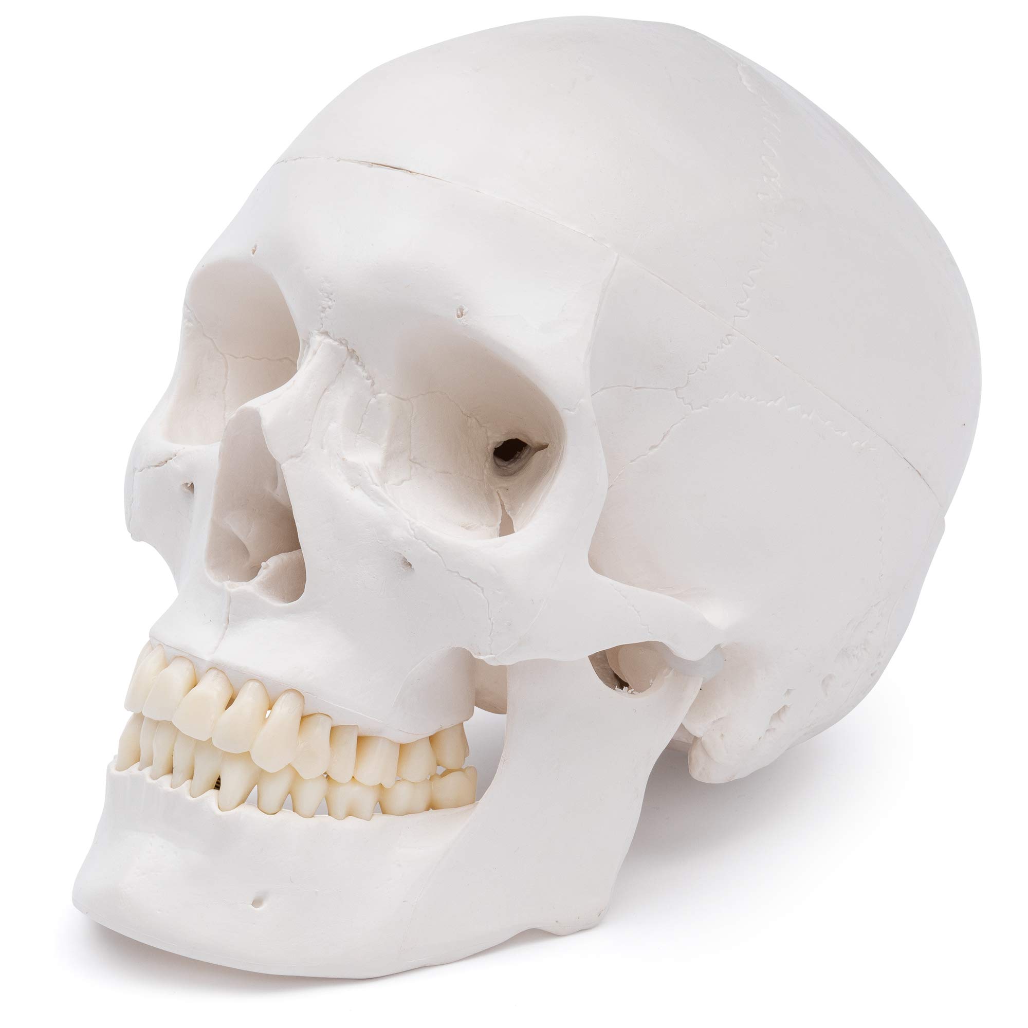 Cranstein A-240 Skull Model for Anatomy Education 3 Pieces