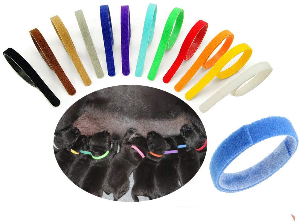 Buy Floranea 12 Pcs Puppy Whelping Collars Multicolor Adjustable Double