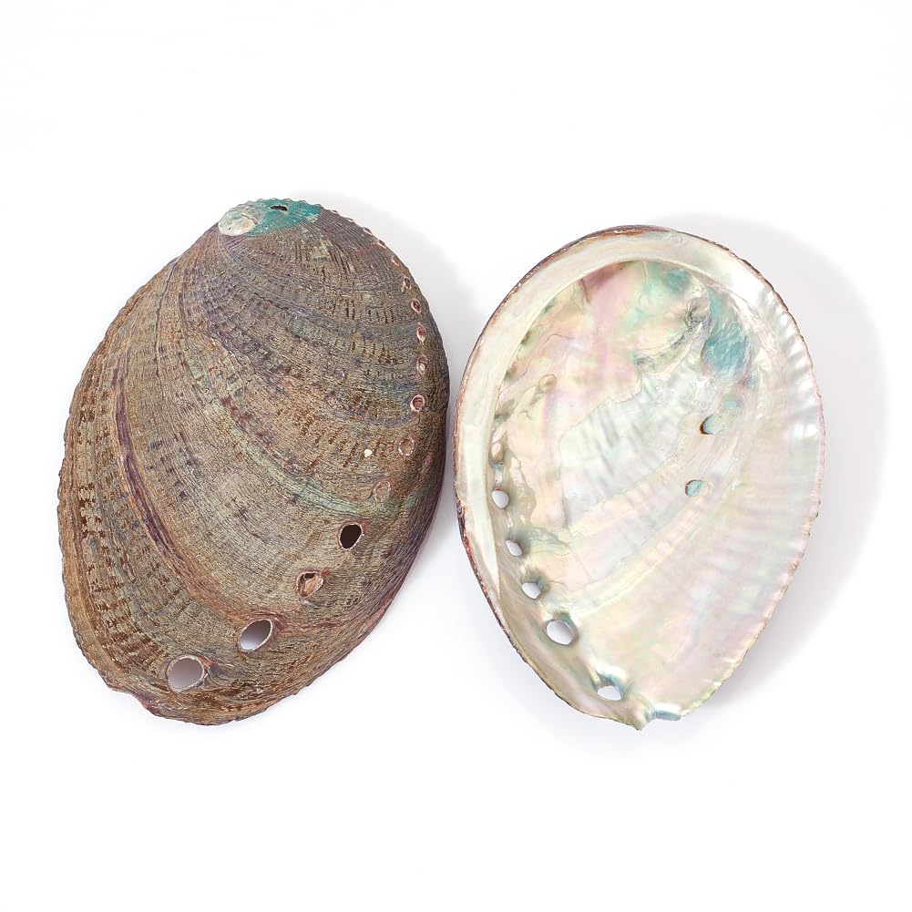 AHANDMAKER 2 Pieces Abalone Shell 3-4.5 inch Polished Abalone Shell White Sage Burner Holder Smudge Bowl Incense Burner for White Sage Decorate for Fish Tank View