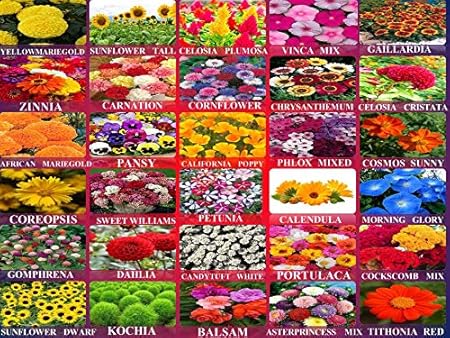 AARNA EXOTICS 30 variety flower seeds combo 3100+Seeds