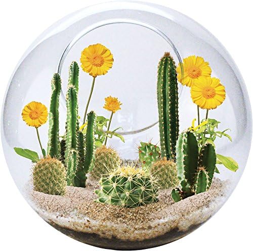 Mini Desertscape Glass Terrarium , Office Desk Toys, 2018 Brain Teaser Toys