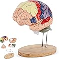 BEAMNOVA Human Brain Model 2 Times Life Size for Neuroscience Teaching with Labels Anatomy Model for Learning Science Classroom Study Display Medical Model
