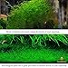 Luffy Create Beautiful Moss Wall Plant Net - Realistic Hang it on The Wall Plant Backdrop - Multifunctional and Easy to Install - Aesthetically Appealing Moss Floor - Makes Tank Cleaning Easy