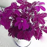 Seed House-KOUYE 50pcs Mimosa Seeds Sensitive Plant (Mimosa Pudica) Colorful Shy Grass Seeds,