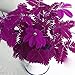 Lioder Sensitive Plant Seeds Mimosa Pudica Moving Plant Shy Plant Shameful Plant Seeds Bonsai Plant Home Garden Touch-me-not (50pcs, lila)