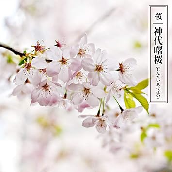 Amazon 桜 苗木 さくら 神代曙桜 ジンダイアケボノ 3年生大苗 庭木 落葉樹 シンボルツリーサクラ 苗 西濃運輸お届け 北海道 沖縄 離島不可 苗