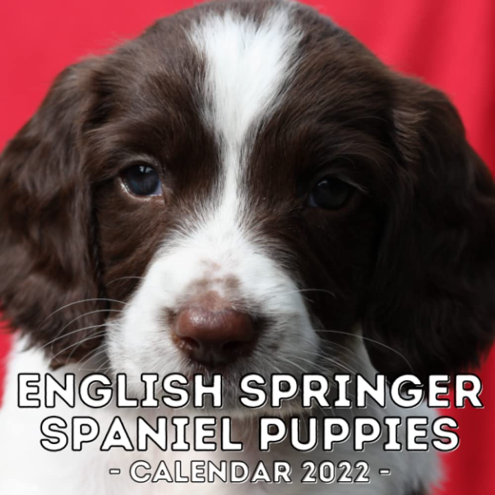 springer spaniel raincoat