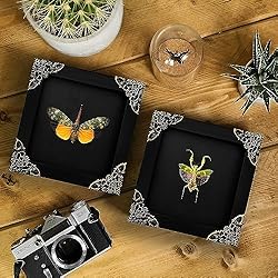 2 Real Mantis Lanternfly Butterfly Frames Dead