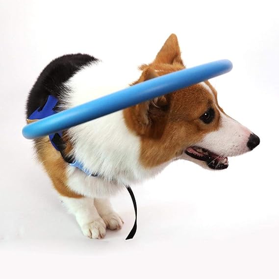ではごきげんよう 南西 ダルセット 盲目 犬 ハーネス Thefourweekstofreedombook Com