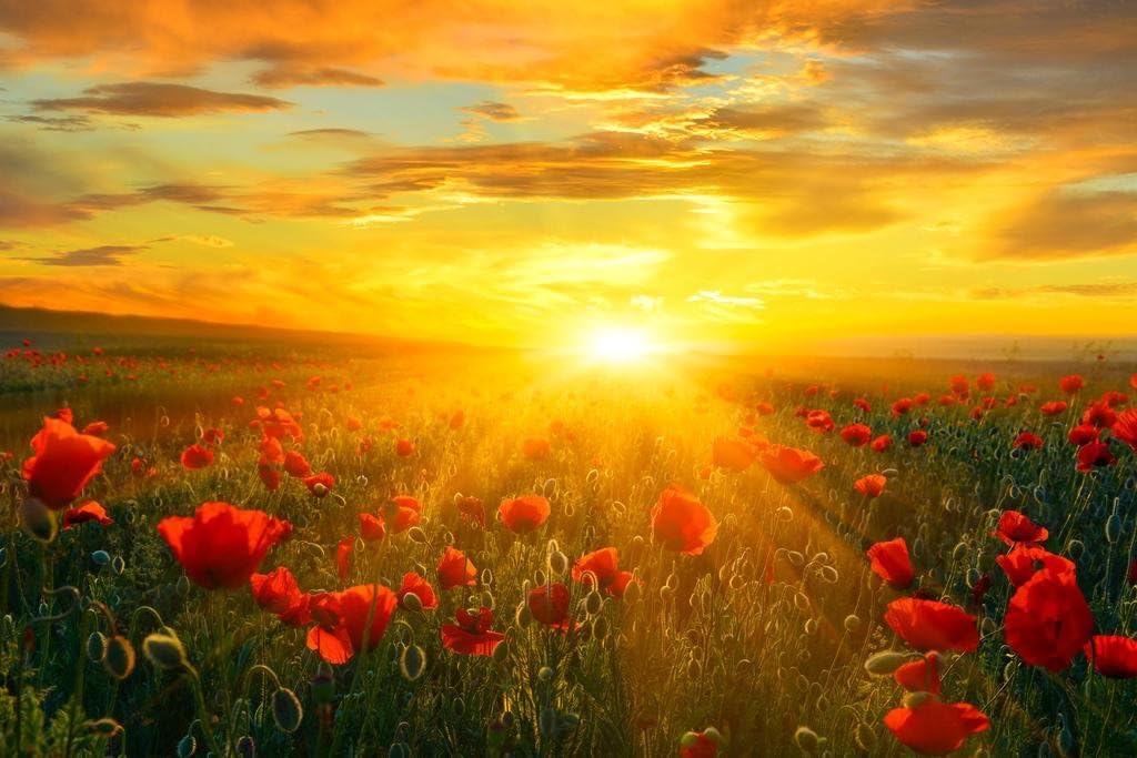 Photographs - Bright New Day Field of Poppies At Sunrise Landscape Photo Photograph Beach Sunset Palm Pictures Ocean Scenic Tropical Nature Photography Paradise Thick Paper Sign Print Picture 12x8