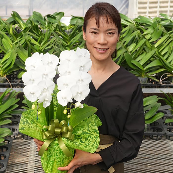 ふじみ野ラン園 幸せが飛んでくるミディ胡蝶蘭 選べるボリューム 生花 プレゼント ギフト 開店祝い お誕生日 各種お祝いお供えに (ミディホワイト2本立ち)商品画像