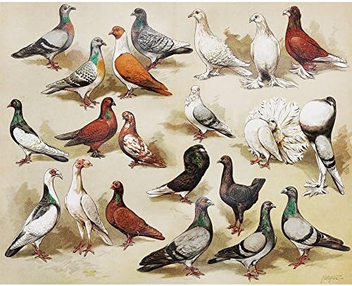 Vintage Poster Print A Flock of Pigeons Breeds Retro Birds Painting Illustration Home Wall Art Decor
