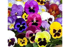 OHIO HEIRLOOM SEEDS Swiss Giants Mix Pansy Seeds - 1,000+ Non-GMO Heirloom Flower Seeds, Hardy Annual, Great for Flower Beds, Containers, and More
