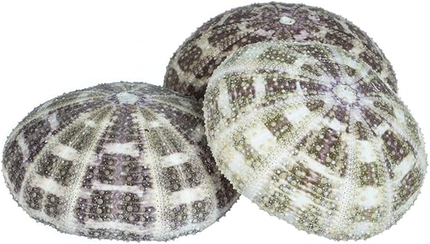 Amazon Com Alfonso Sea Urchins 3 Large Alphonse Urchin Shells 3