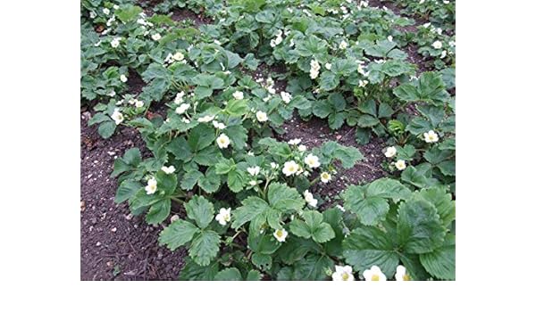 Portal Cool 25 Plantas de Fresa cavado de mi Propio jardín ...