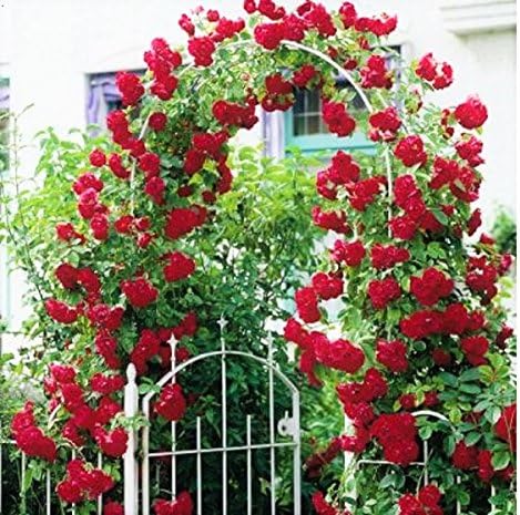 Variety House Red Climbing Rose Tree-Plant Seeds (10+ Seeds)