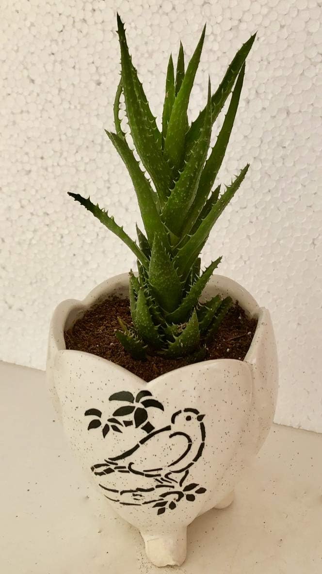 MONEZAA Handmade Tusker Style Variety Design Glossy Finish Ceramic Pot Indoor Outdoor, Plants,Flower,Home,Garden,Office Deco,Succulents (Color: White) (H:13.3 cm, D:10.8 cm)
