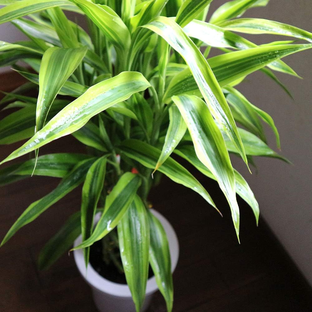 Amazon Co Jp ドラセナ サンデリアーナ ゴールド ラッキーバンブー 観葉植物 中型 7号プラスチック鉢 鉢底からの高さ 約85cm 葉張り 約40cm 品種で選べる観葉植物 リビングやオフィス向きサイズ 1個 サンデリアーナの中でも明るい斑入り葉が美しい