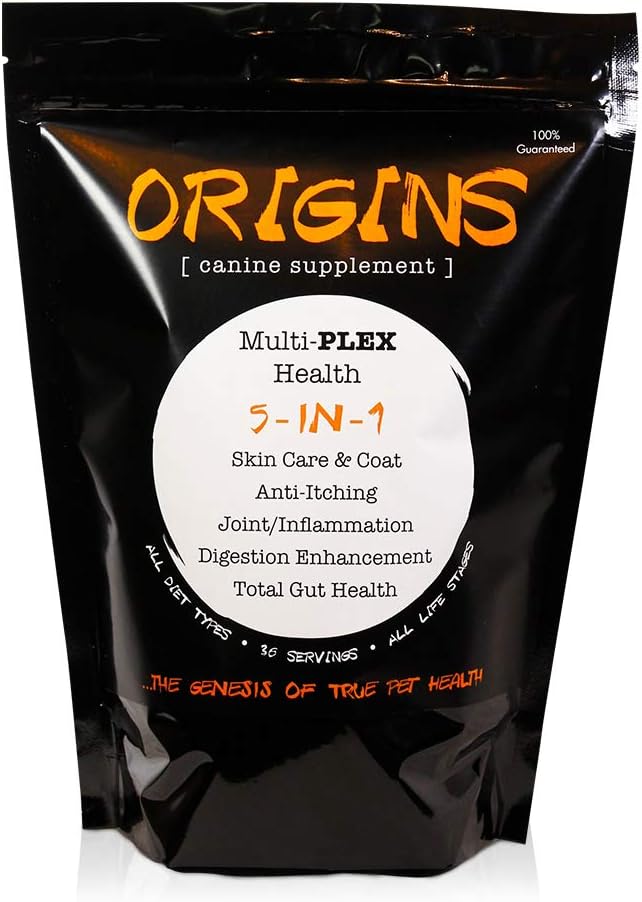 short french bulldog