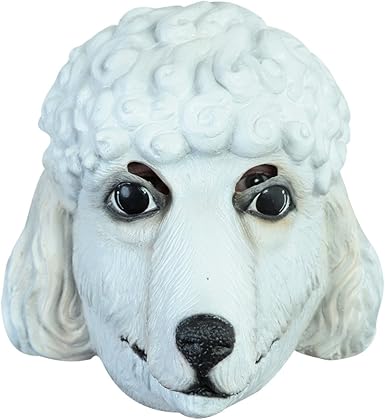 dog french poodle