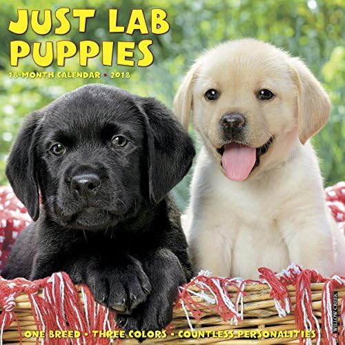 Just Lab Puppies 2018 Calendar Calendar – Wall Calendar, July 15, 2017