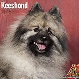 Keeshond Calendar - Breed Specific Keeshond Calendar - 2015 Wall calendars - Dog Calendars - Monthly Wall Calendar by Avonside