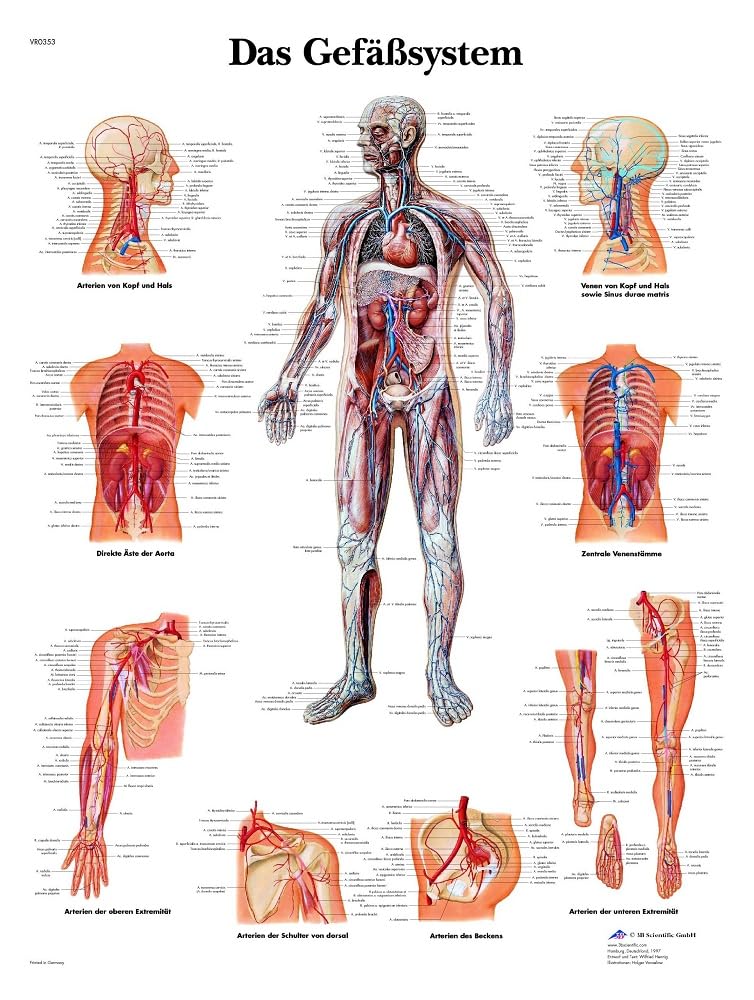 3B Scientific – Laminated Sports Injuries Chart – UV & Dust-Protected Anatomy Poster for Study, Teaching & Clinics