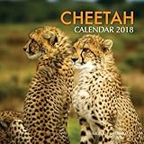 Cheetah Calendar 2018: 16 Month Calendar