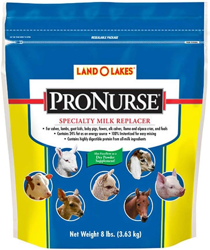 how often do i feed my guinea pig