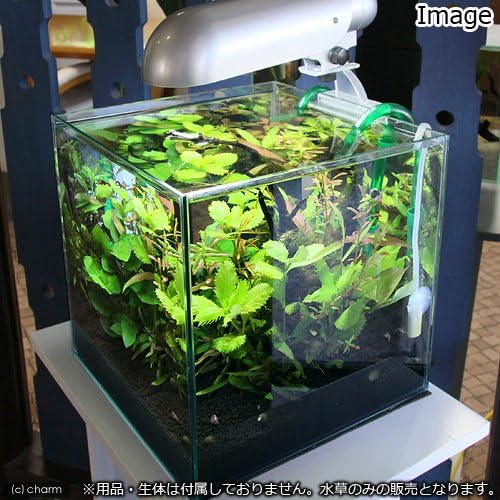大感謝セール 水草熱帯魚 小型水槽用水草12種セットアヌビアスナナ 2 ウィローモス付流木 2 水上葉 10種 5 説明書付本州 四国限定 生体 期間限定特価
