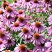 Outsidepride Echinacea Purple Coneflower Flower Seeds - 1000 Seeds primary