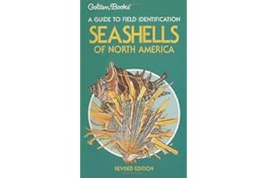 Seashells Of North America