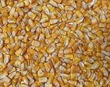 200 Yellow Dent Corn,most popular open-pollinated