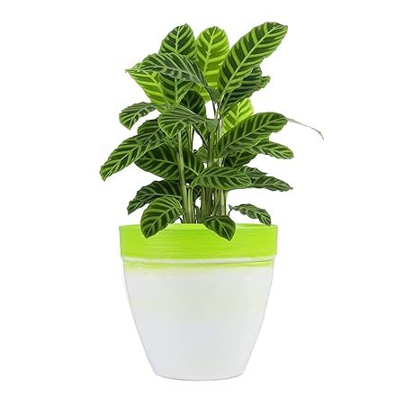 Sharpex Textured Style Plastic Pots |Plants Pots for Home D
