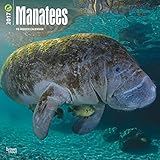 Manatees - 2017 Calendar 12 x 12in