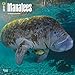 Manatees - 2017 Calendar 12 x 12in