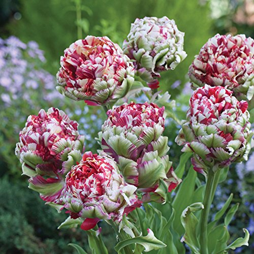 Double Flaming Parrot Tulip Seeds 30+ Seeds Upc 648620997821 Double Flaming Parrot Tulip Seeds 30+ Seeds Upc 648620997821