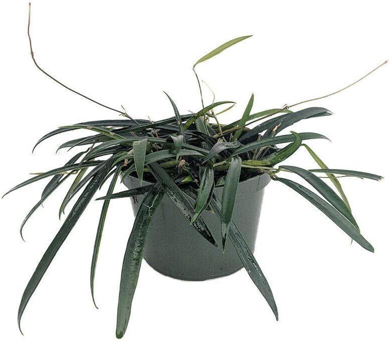 Rare Wyatt Wax Plant Hoya wyetti Great House Plant 4 Inch Pot AG002