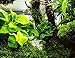 Mainam Anubias Nana Golden Rhizome Live Aquarium Plants Decorations