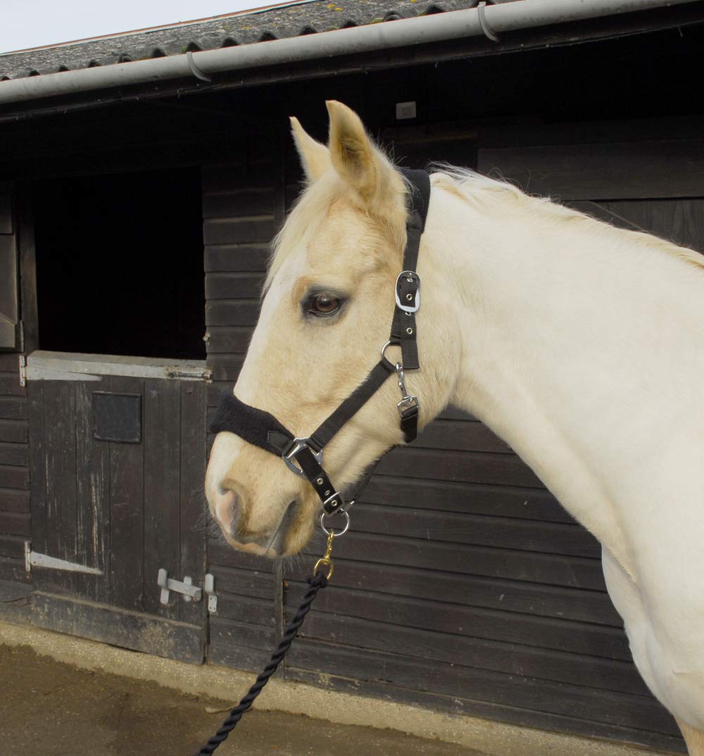 Rhinegold COMFORT HORSE HEADCOLLAR AND ROPE SET - Full Size, Black Colour - Soft Padded Headpiece, Adjustable Fit - Available in Pony, Cob, Full Sizes - Red, Navy, Royal Blue or Black