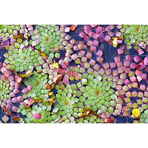 Mggsndi 20Pcs Aquarium Aquatic Plant Ludwigia Sedioides Seeds Garden Fish Tank Decor - Heirloom Non GMO - Seeds for Planting an Indoor and Outdoor Garden Ludwigia Sedioides Seeds