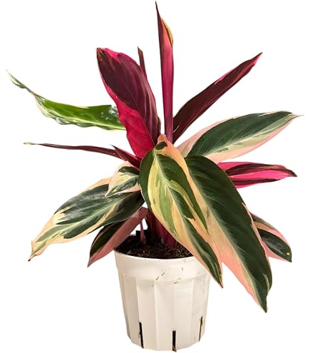 Amazon.com : Calathea 'Green Goddess' | Live Plant for Indoor & Outdoor |  for Living Room, Office, Bathroom | (4" Pot) : Patio, Lawn & Garden